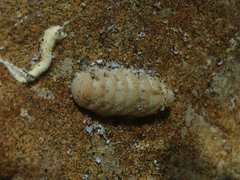 Lepidopleurus cajetanus