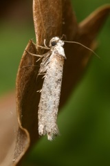 Pseudoswammerdamia combinella