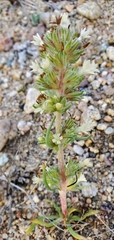 Ipomopsis spicata
