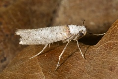 Pseudoswammerdamia combinella