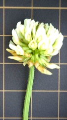 Trifolium repens