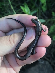 Plestiodon anthracinus