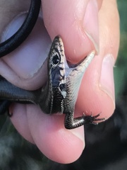 Plestiodon anthracinus