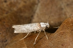 Pseudoswammerdamia combinella