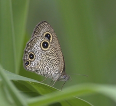 Ypthima multistriata