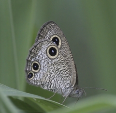 Ypthima multistriata