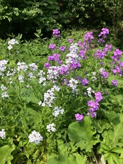 Hesperis matronalis