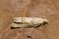 Pelochrista caecimaculana