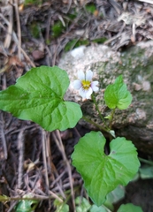 Viola canadensis canadensis