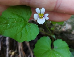 Viola canadensis canadensis