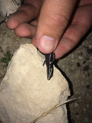 Plestiodon obsoletus