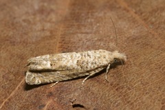 Pelochrista caecimaculana