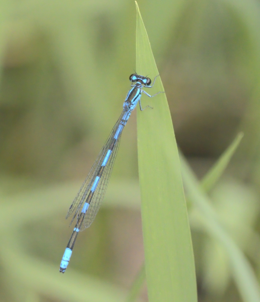 Coenagrion lanceolatum