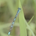 Coenagrion lanceolatum - Photo (c) Jean-Jacques Strydom, some rights reserved (CC BY-NC), uploaded by Jean-Jacques Strydom