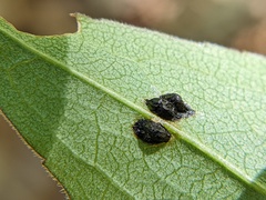 Microrhopala vittata