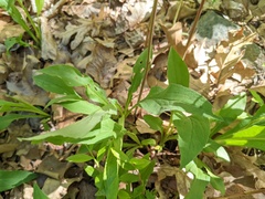Microrhopala vittata