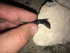Plestiodon obsoletus