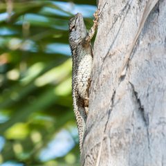 Sceloporus clarkii