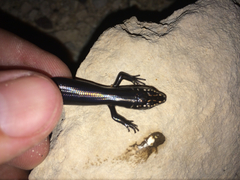 Plestiodon obsoletus