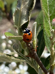 Coccinella transversoguttata