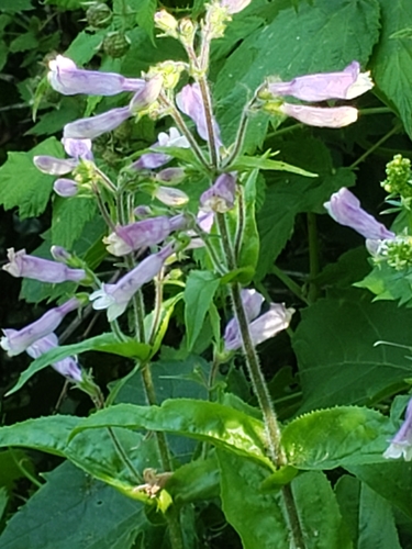 Penstemon hirsutus
