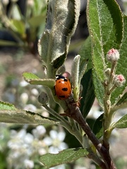 Coccinella transversoguttata