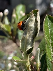Coccinella transversoguttata