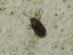 Contacyphon palustris