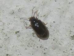 Contacyphon palustris