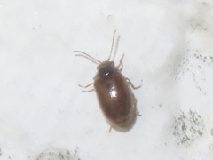 Contacyphon palustris