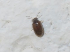 Contacyphon palustris