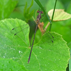 Lestes forcipatus