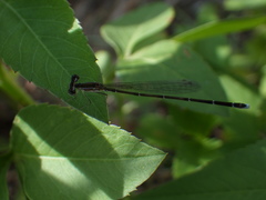 Nehalennia pallidula