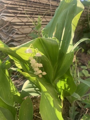 Convallaria majalis