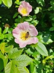 Apis mellifera