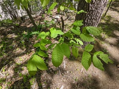 Phylloxera caryaemagna