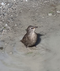 Sturnus vulgaris