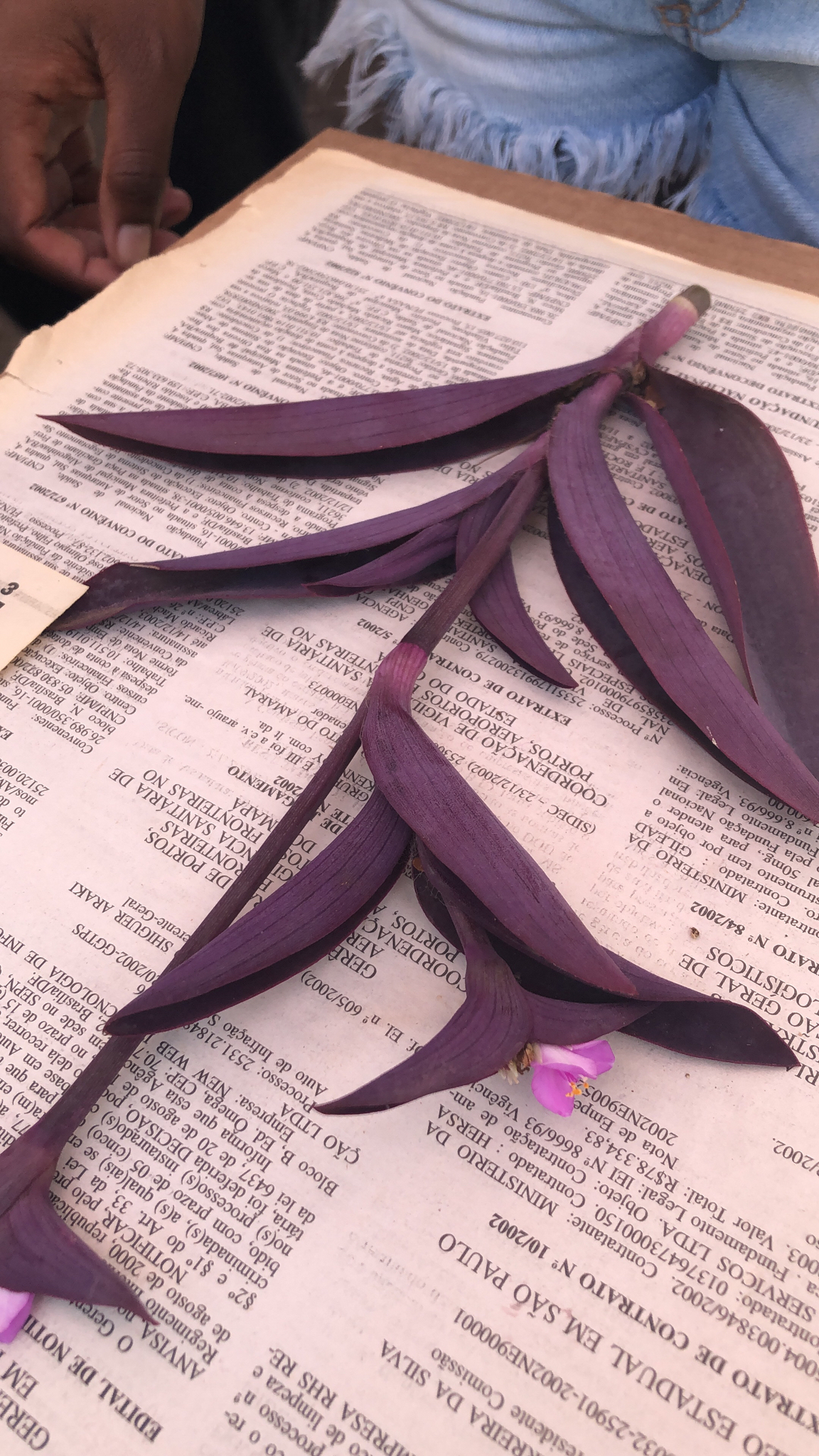 Tradescantia pallida