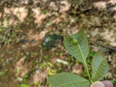 Phylloxera caryaemagna