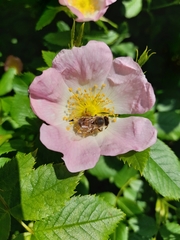 Apis mellifera
