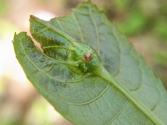 Phylloxera caryaemagna