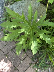 Napaea dioica