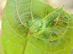 Phylloxera caryaemagna