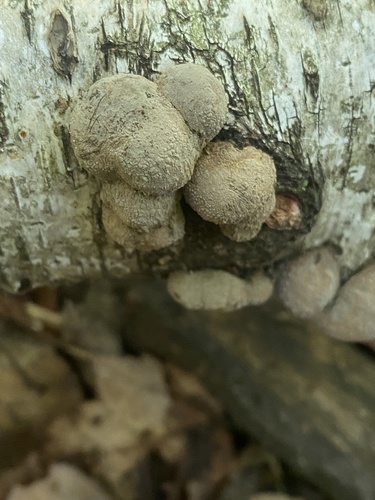 Daldinia decipiens