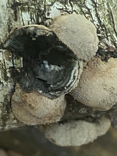 Daldinia decipiens (Photo 2 of 2)
