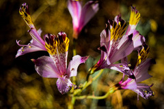 Alstroemeria pulchra