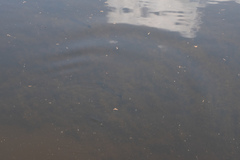 Micropterus floridanus