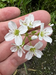 Cardamine amara