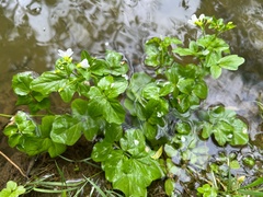 Cardamine amara