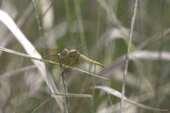 Crocothemis servilia